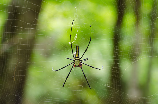 The Giant wood spider (Nephila maculata, nephila pilipes)
