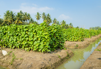 Fototapeta na wymiar Cucumber plantation