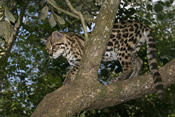 Margay or tiger cat or little tiger, Leopardus wiedii