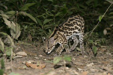 Margay or tiger cat or little tiger, Leopardus wiedii