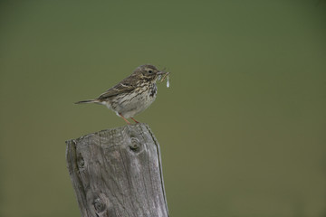 Meadow pipit, Anthus pratensis