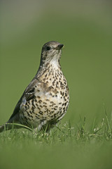 Mistle thrush, Turdus viscivorus