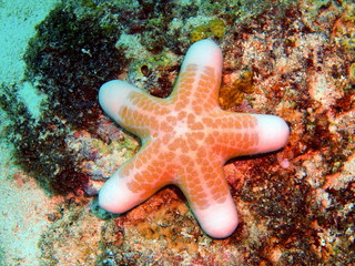 Naklejka premium Starfish, island Maktan, Philippine