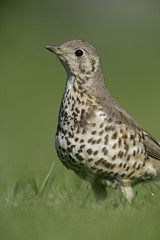 Mistle thrush, Turdus viscivorus