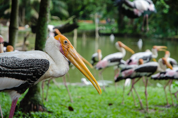 Stork in a park in a zoo