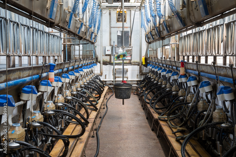 Wall mural equpment with milking machines on dairy farm