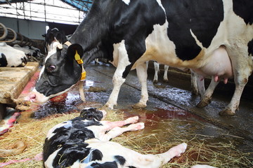 Newborn calf next to a cow on a dairy farm