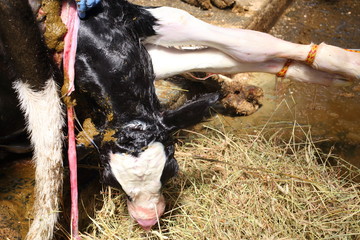 People help the calf is born in the stable © Pavel Losevsky
