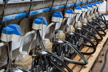 Fototapeta premium Part of equpment for milking cows on dairy farm