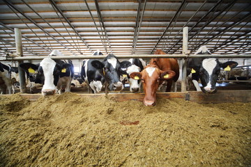 The cows in the cowshed eating through fences