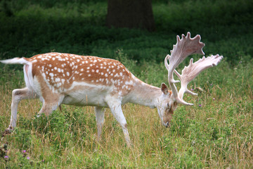 Fallow deer