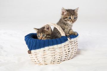 Fototapeta na wymiar Two little kittens looking out of a wicker basket