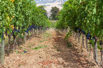 Fototapeta na wymiar ripening grape clusters on the vine