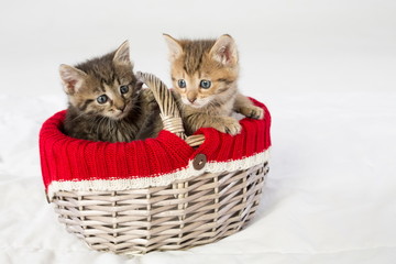 Fototapeta na wymiar Wicker basket with two little kittens