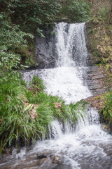 Fototapeta premium 滝