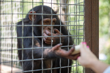 Human feeds banana monkey at the zoo