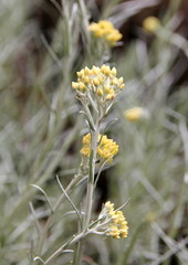 Currykraut - Helichrysum italicum