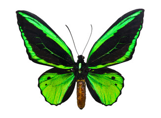 Obraz premium Butterfly Ornithoptera priamus