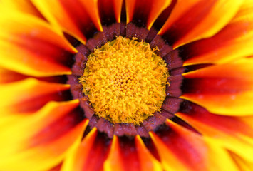 Zinnia flower background