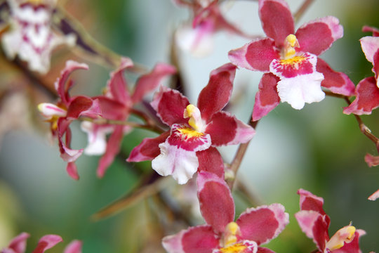 Beautiful red Orchid flowers close up