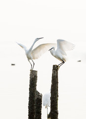 great egrets