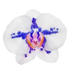 light orchid flower with large blue spots
