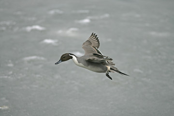 Northern pintail, Anas acuta