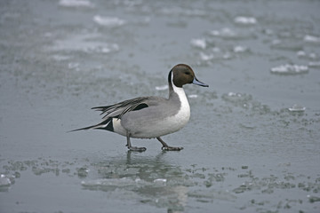 Northern pintail, Anas acuta
