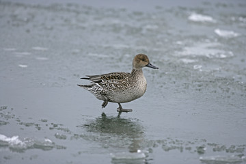 Northern pintail, Anas acuta