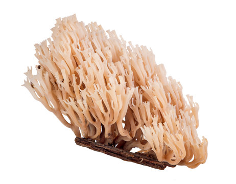 isolated coral fungi