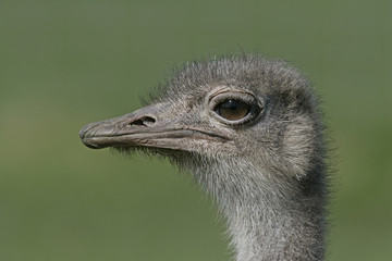 Ostrich, Struthio camelus