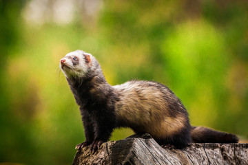 Fototapeta premium ferret