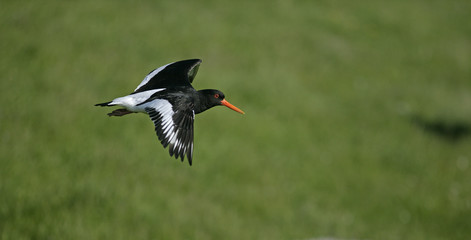 Oystercatcher, Haematopus ostralegus
