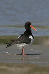 Oystercatcher, Haematopus ostralegus
