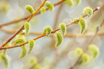 Blooming Willow