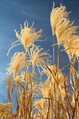 Chinaschilf / Zebragras / Miscanthus sinensis