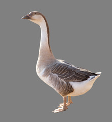 Goose on a gray background