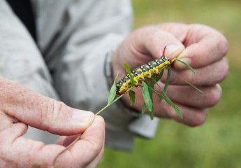 Man holding big yellow caterpillar on a plant stem