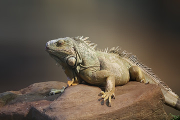 iguana