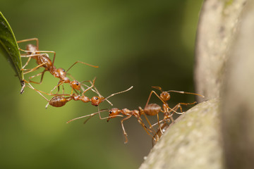 Ant bridge unity