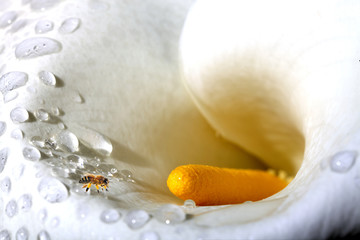 Bee on the chamomile flower