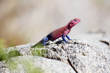 Colorful gecko in Serengeti
