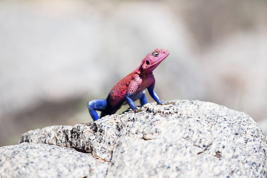 Gecko in Africa