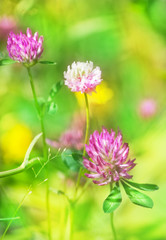 Flowering pink clover