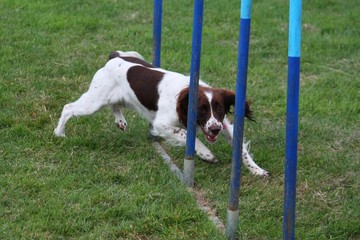 working type english springer spaniel gundog pet agility weaves