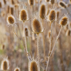 Obraz premium Acker mit Weberkarde