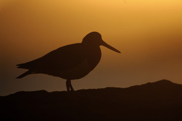 Pied oystercatcher, Haematopus longirostris