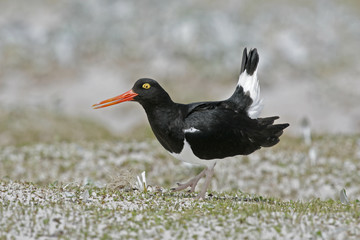 Pied oystercatcher, Haematopus longirostris