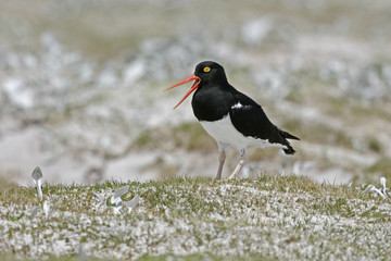 Pied oystercatcher, Haematopus longirostris