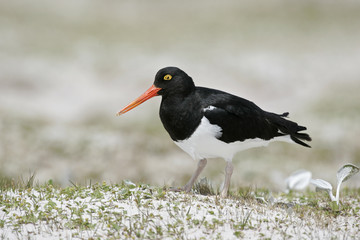 Pied oystercatcher, Haematopus longirostris